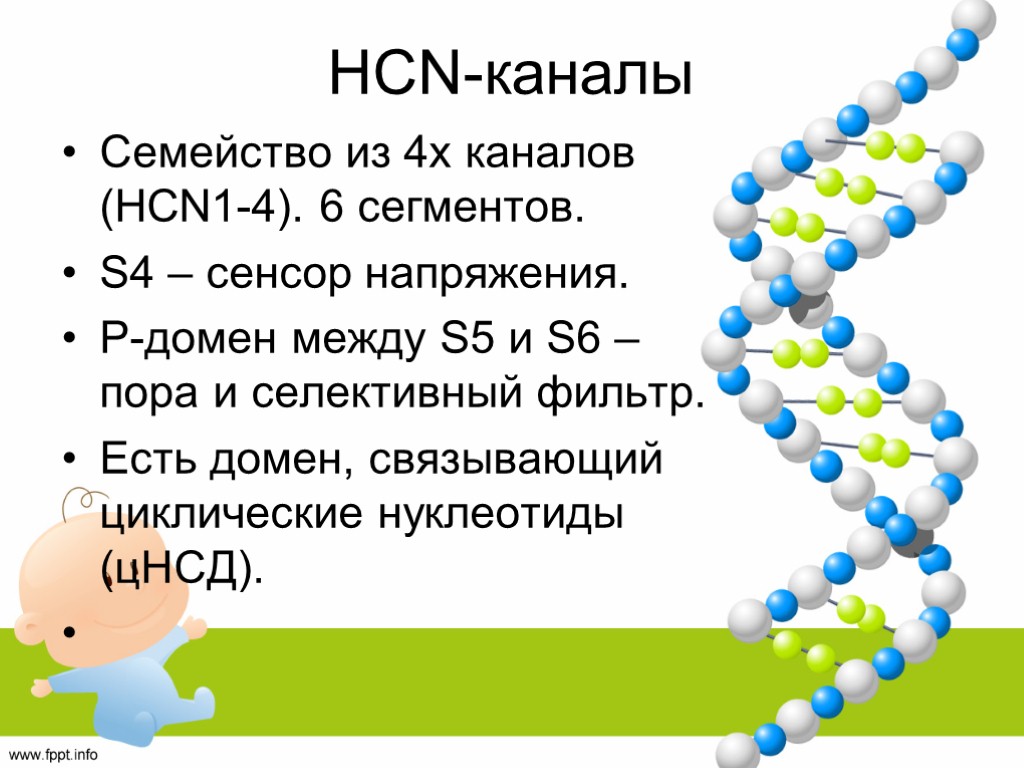 HCN-каналы Семейство из 4х каналов (HCN1-4). 6 сегментов. S4 – сенсор напряжения. P-домен между